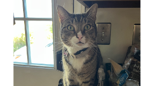 Lost Pet: Daniel