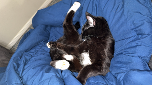 Lost Pet: Pebbles