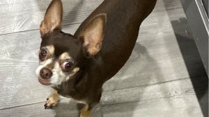Lost Pet: Candy