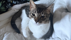 Lost Pet: Biscuit