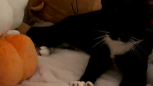 Lost Pet: Rico