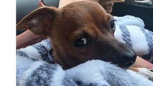 Lost Pet: Brownie