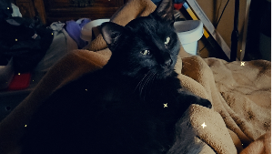 Lost Pet: Salem