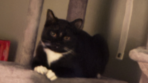 Lost Pet: Ben