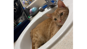 Lost Pet: Tony