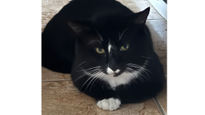 Lost Pet: Angel