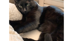 Lost Pet: Kitty Kitty