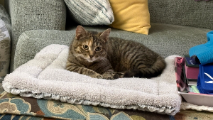 Lost Pet: Jello