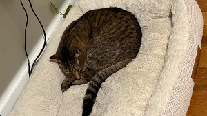 Lost Pet: Bella