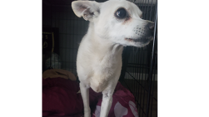 Lost Pet: Bonnie