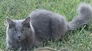 Lost Pet: Walter