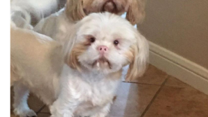 Lost Pet: Frank