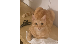 Lost Pet: GUERO