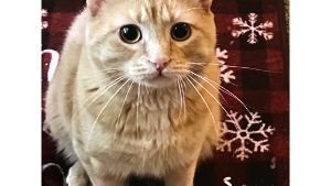 Lost Pet: Theo