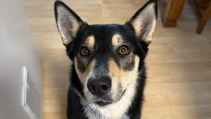 Lost Pet: Kya