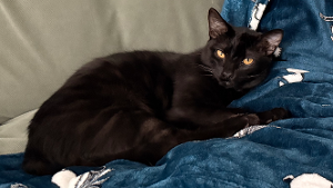 Lost Pet: Jiji