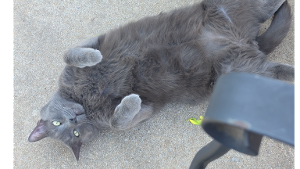 Lost Pet: Spunky