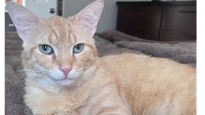 Lost Pet: Bengal