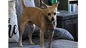 Lost Pet: scout