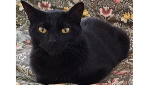 Lost Pet: Bean