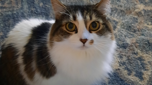 Lost Pet: Baby