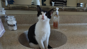 Lost Pet: Checkers