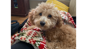 Lost Pet: Scout