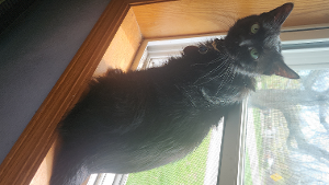 Lost Pet: EMERALD
