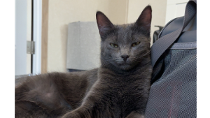 Lost Pet: Mimi
