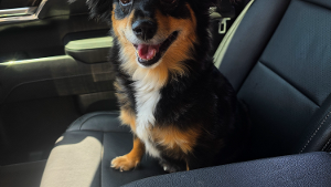 Lost Pet: Hazel