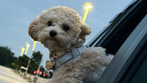 Lost Pet: KAPLOT