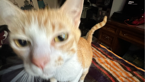 Lost Pet: Jenny