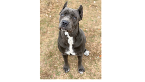 Lost Pet: Lettie