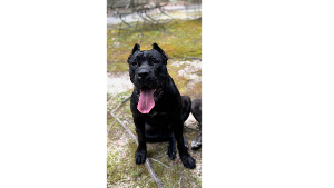 Lost Pet: Lola