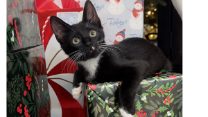 Lost Pet: Piper