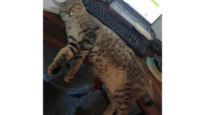 Lost Pet: Valkyrie Jones Black