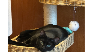 Lost Pet: Olive