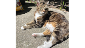 Lost Pet: Nausicaa