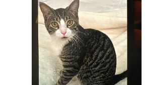 Lost Pet: Miso