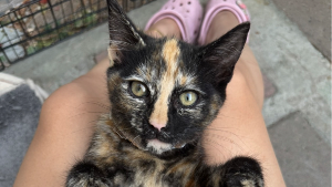 Lost Pet: Twix
