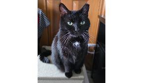 Lost Pet: Mel