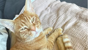 Lost Pet: Luigi