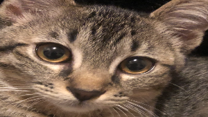 Lost Pet: Mocha