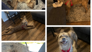 Lost Pet: Jackson Gilmore