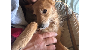 Lost Pet: Addie