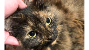 Lost Pet: Venus Anders