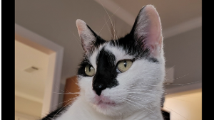 Lost Pet: Lelo