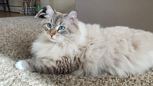 Lost Pet: Nova