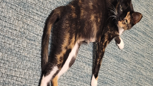 Lost Pet: Princess Buttercup