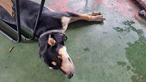 Lost Pet: Scar
